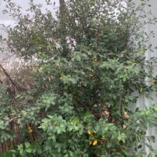 California Buckthorn