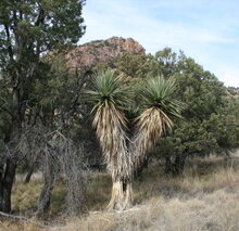 Your Yowser Yucca