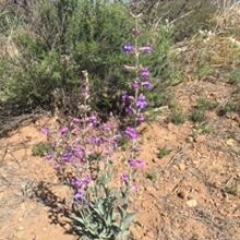 Springtime Penstemon