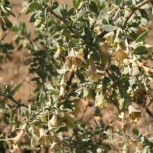 Pale Wolfberry