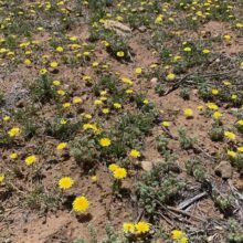 Fendler’s Desert Dandelion