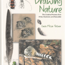 a Book Signing and Celebration with Art Institute instructor, Linda Miller Feltner, author of “Drawing Nature”