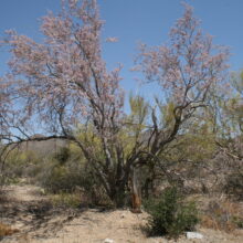 Desert Ironwood Festival