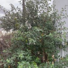 California Buckthorn