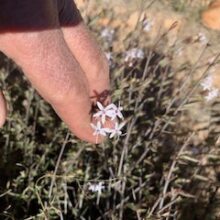 Windy Day Bristlehead