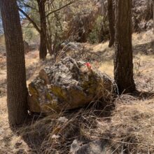 Claret Cup Hedgehogs in the Hills