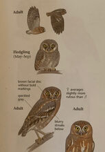 Small Goddess of Wisdom