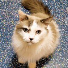 Fine Wines for Felines Benefit for PAWSitively CATS No Kill Shelter