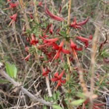 Desert Honeysuckle Memory