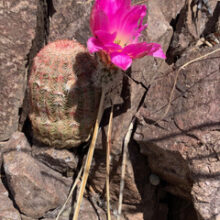Rainbows and Warblers