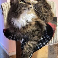 PAWSitively CATS 15 Year Celebration