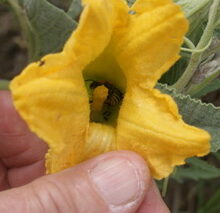 Snoozing Squash Bees