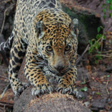 The Northern Jaguar Project