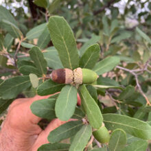 Autumnal Acorns