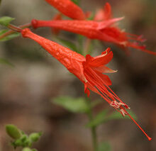 Hummingbird Trumpet