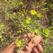 Jackass Clover and Clammy Weed