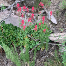 Heuchera sanguinea