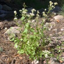 Ageratina herbacea
