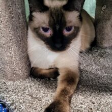 Fine Wines for Felines benefit for PAWSitively CATS