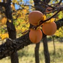 Feral Persimmons