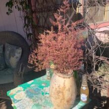 Dysphania graveolens