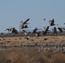 Sandhill Cranes Call From a Borderlands Sky
