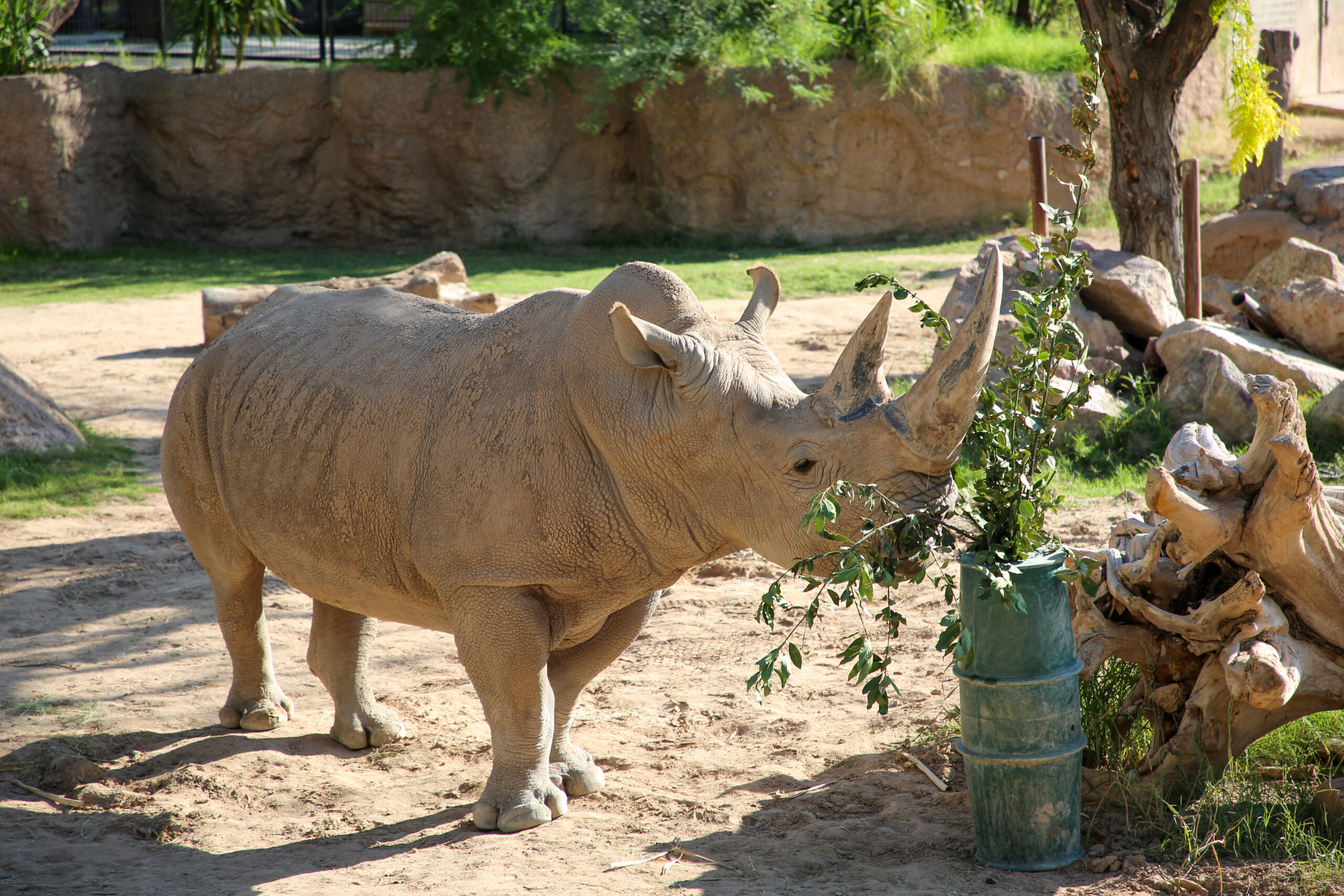 Rhino Behind the Scenes Experiences / KXCI