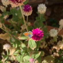 Mild Winter Butterflies