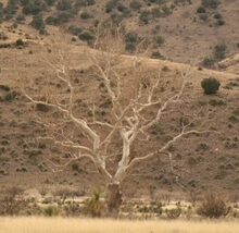 Sycamores on a Gravelly Plain