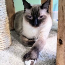 Fine Wines for Felines