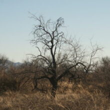 Desert Willows in Winter
