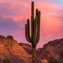Odyssey Storytelling Presents “Save Our Saguaros”