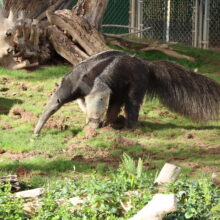 Anteater Behind-the-Scenes Experience