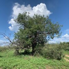 That Land Is Not Vacant, Robert