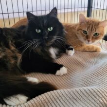 Fine Wines for Felines