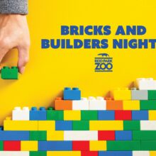 Bricks & Builders Nights