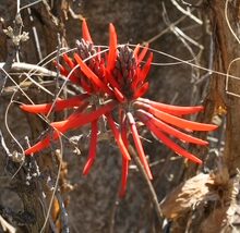 Coral Bean in the Borderlands