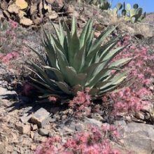 Regional Crayons and Calliandra