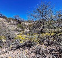 Brittlebush