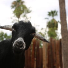 Goat Behind-the-Scenes Experience