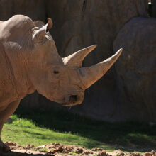 Animal Care and Nutrition Behind-the-Scenes Experience