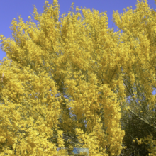 Inaugural Palo Verde Bloom Festival