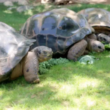 Giant Tortoise Behind-the-Scenes Experience