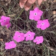 Phlox in the Same Old Woodland.