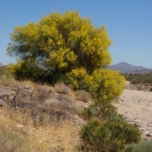 Floriferous State Trees