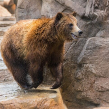Specialty Behind-the-Scenes Experience – Grizzly