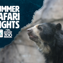 Summer Safari Nights 2026