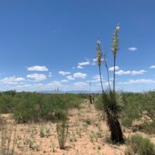 Scruffy Grassland Report