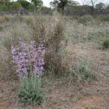 Penstemon Stuff!