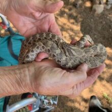Mexican Hog-Nosed Snake